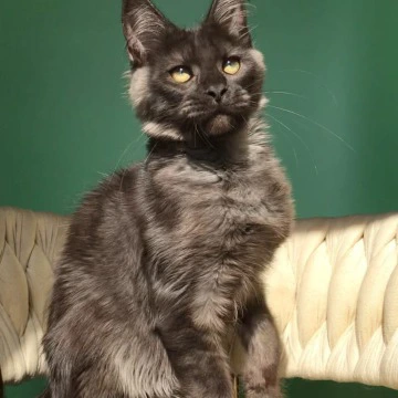 Lord Maine Coon Kittens | Kittens for sale. 