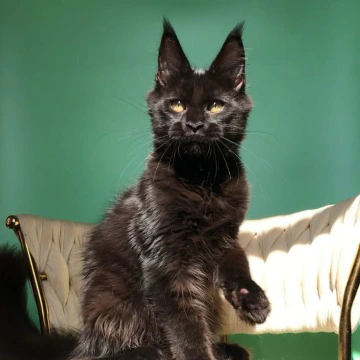 Lovis male Maine Coon Kittens | Kitten for sale. 