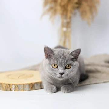 Felisiya - British Shorthair Kittens