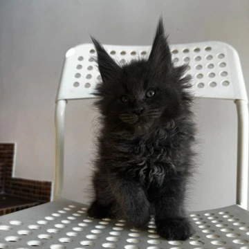 Alex - Maine Coon Kittens