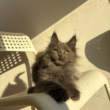 Aladdin Polydactyl Maine Coon Kittens | Buy a kitten. 