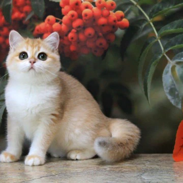 Heyli British Shorthair Kittens | Kittens for sale. 