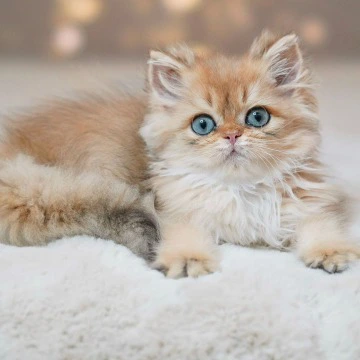 Platon A Longhair British Shorthair Kittens | Kitten for sale. 