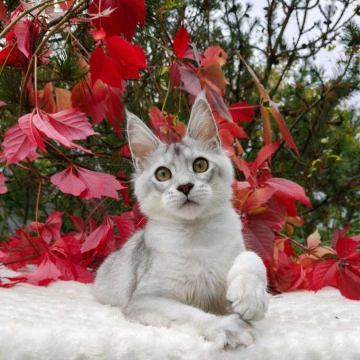 Norris Maine Coon Kittens | Kittens for sale. 