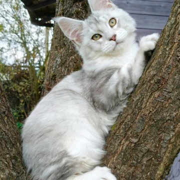 Nikolas Maine Coon Kittens | Kitten for sale. 