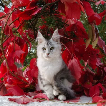 Nikoletta Maine Coon Kittens | Kitten for sale. 