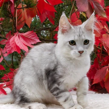 Nemo Maine Coon Kittens | Large selection of kittens. 