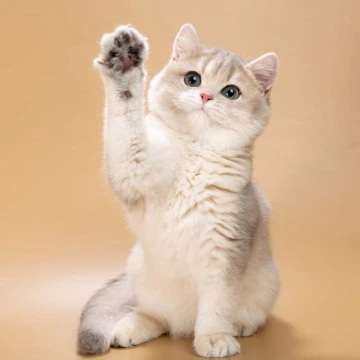 Rafaela British Shorthair Kittens | Kittens for sale. 