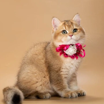 Renata British Shorthair Kittens | Large selection of kittens. 