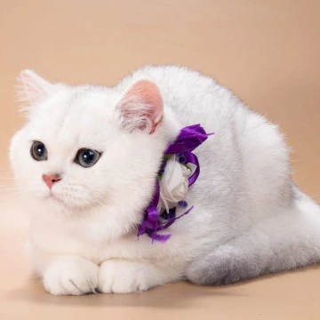 Queena British Shorthair Kittens | Kitten for sale. 