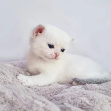 Eddy British Shorthair Kittens | Kitten for sale. 