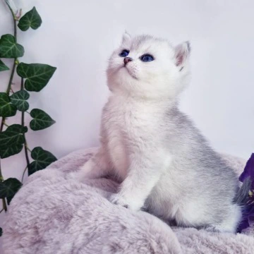 Dessy British Shorthair Kittens | Buy a kitten. 