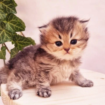 Klaus Longhair British Shorthair Kittens | Kitten for sale. 