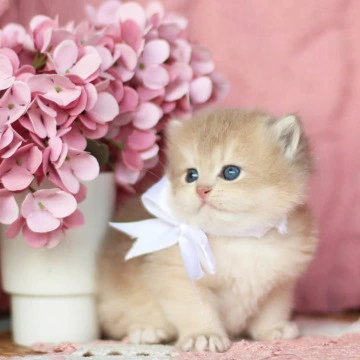 Olly Longhair British Shorthair Kittens | Kitten for sale. 