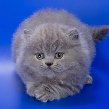 Genry Longhair British Shorthair Kittens | Kitten for sale. 