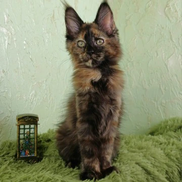 Fiuma Maine Coon Kittens | Buy a kitten. 