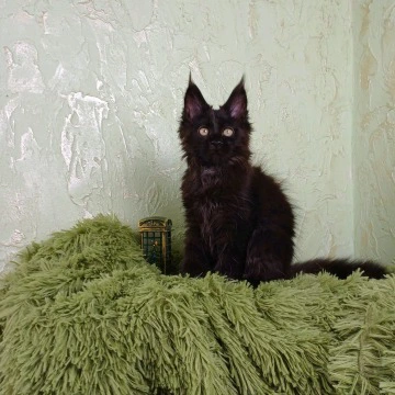 Fleah Maine Coon Kittens | Kittens for sale. 