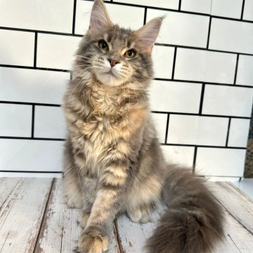 Frida - Maine Coon Kittens