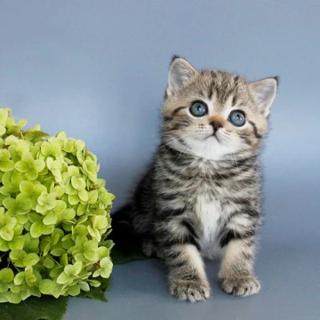 Ulia British Shorthair Kittens | Kittens for sale. 
