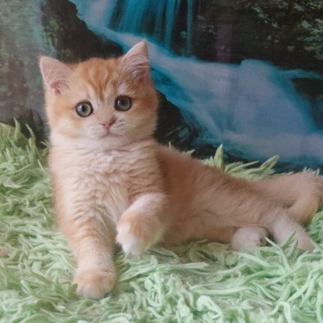 Uill British Shorthair Kittens | Kittens for sale. 
