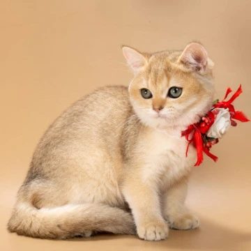 Sophie British Shorthair Kittens | Kitten for sale. 