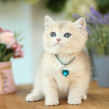 Mariana British Shorthair Kittens | Kittens for sale. 