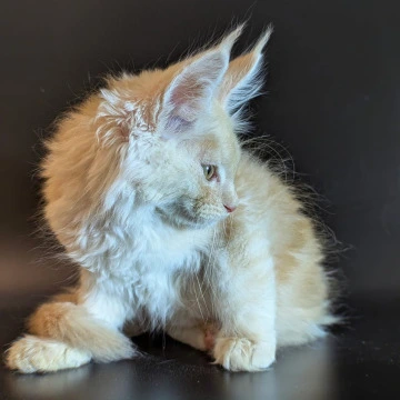 Max - Maine Coon Kittens