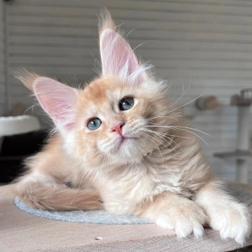 Edgar - Maine Coon Kittens