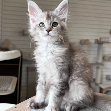 Emily - Maine Coon Kittens