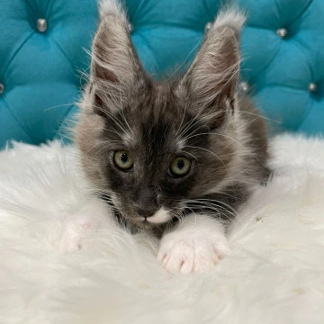 Calvin - Maine Coon Kittens