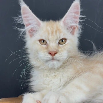 Talisman Maine Coon Kittens | Kittens for sale. 