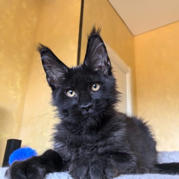 Kris King Maine Coon Kittens | Large selection of kittens. 