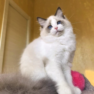 Bel-Ami Ragdoll Kittens | Buy a kitten. 