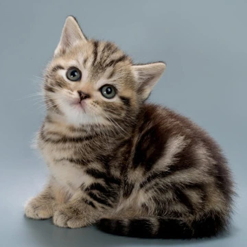 Barni British Shorthair Kittens | Kitten for sale. 