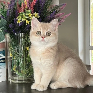 Lilu British Shorthair Kittens | Buy a kitten. 
