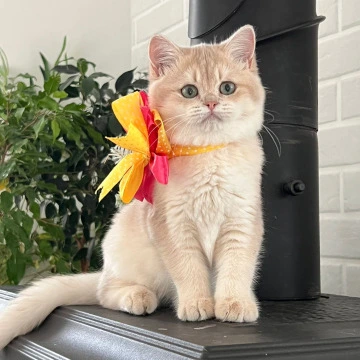 Latisha British Shorthair Kittens | Kitten for sale. 