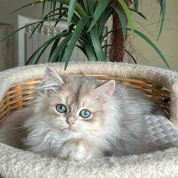 Jan Longhair British Shorthair Kittens | Kittens for sale. 