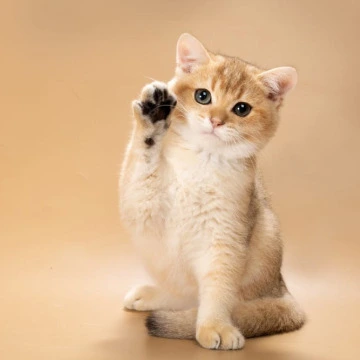 Simon British Shorthair Kittens | Buy a kitten. 