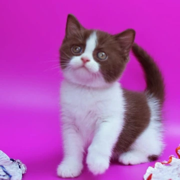 Quira British Shorthair Kittens | Kittens for sale. 