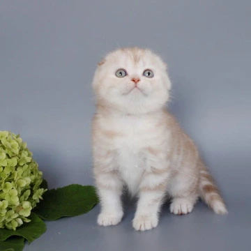 Tita Shorthair - Scottish Straight/Fold  Kittens