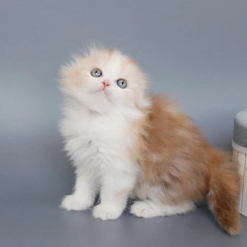 Tisa Longhair Scottish Straight/Fold  Kittens | Buy a kitten. 
