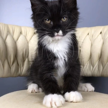 Paris - Maine Coon Kittens