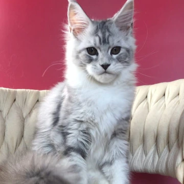 Olympia Maine Coon Kittens | Buy a kitten. 