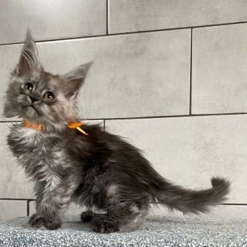 Golden Love Maine Coon Kittens | Kittens for sale. 