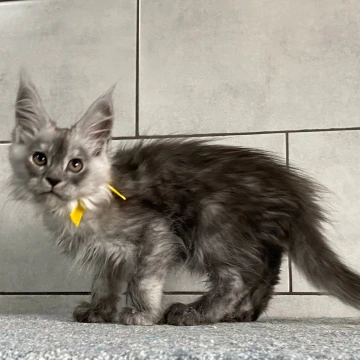 Grace Talia - Maine Coon Kittens