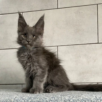 Guangzou - Maine Coon Kittens