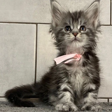 Hurgada - Maine Coon Kittens