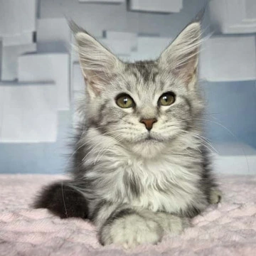 Katsura - Maine Coon Kittens