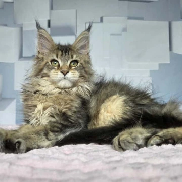 Karna - Maine Coon Kittens