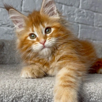 Xandros - Maine Coon Kittens